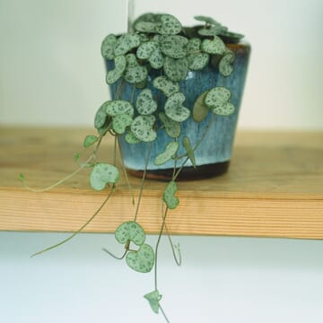 Small Ceropegia Woodii - 'String Of Heart'