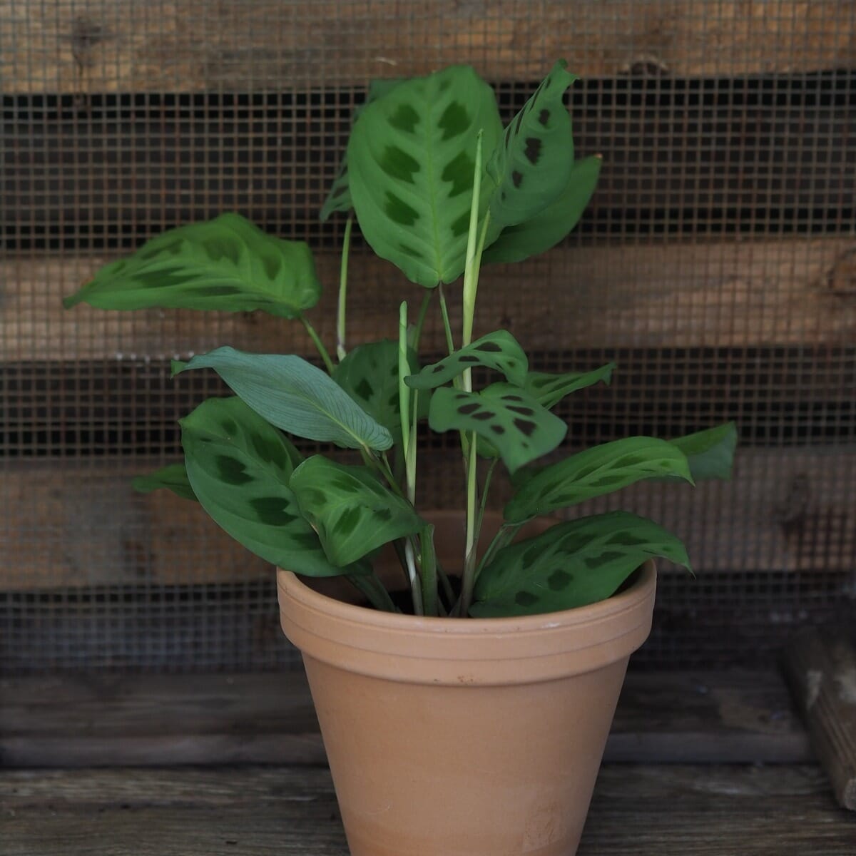 Mantra Prayer Plant Hedge Rose