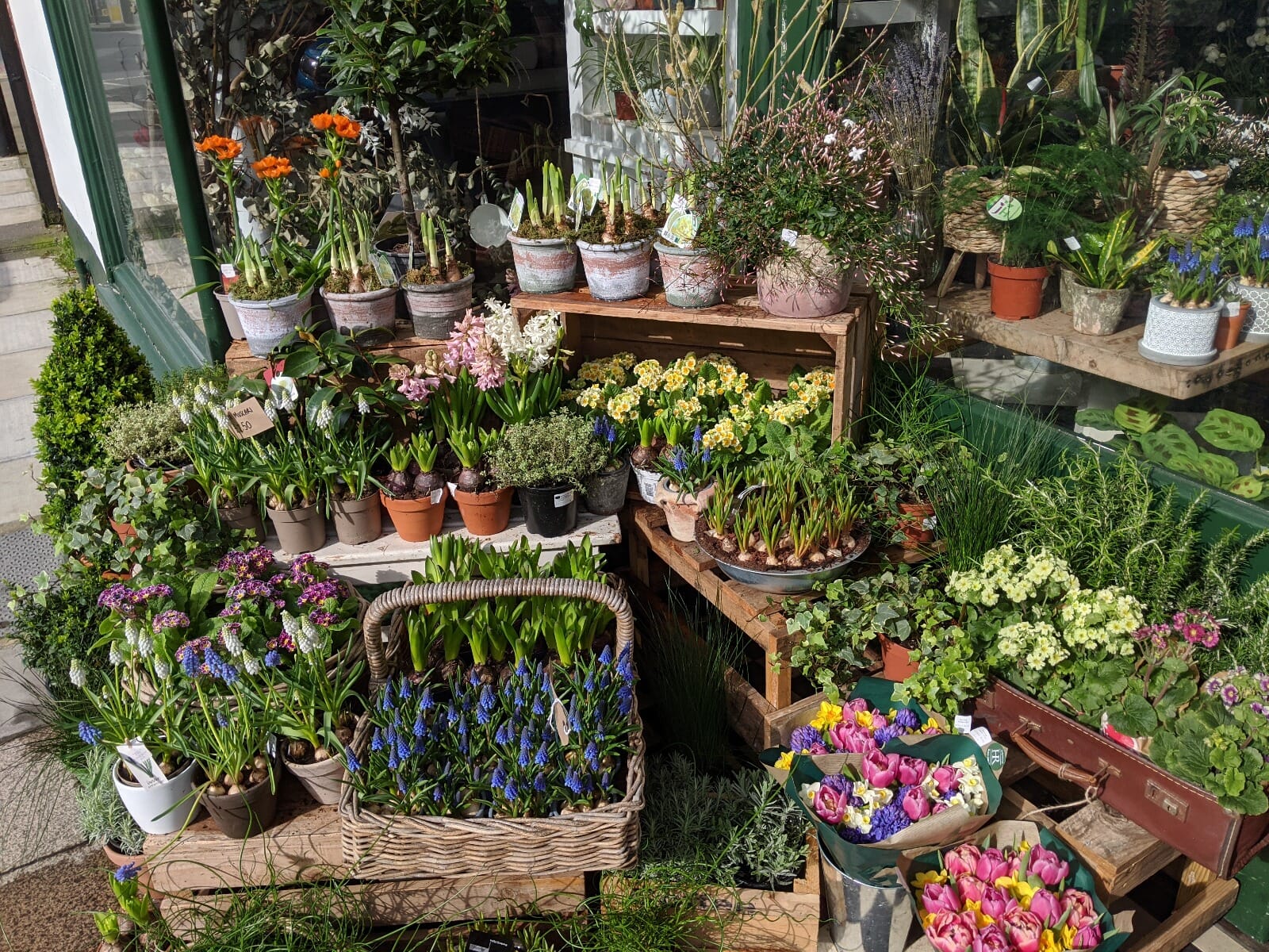 Chichester Florists Hedge Rose