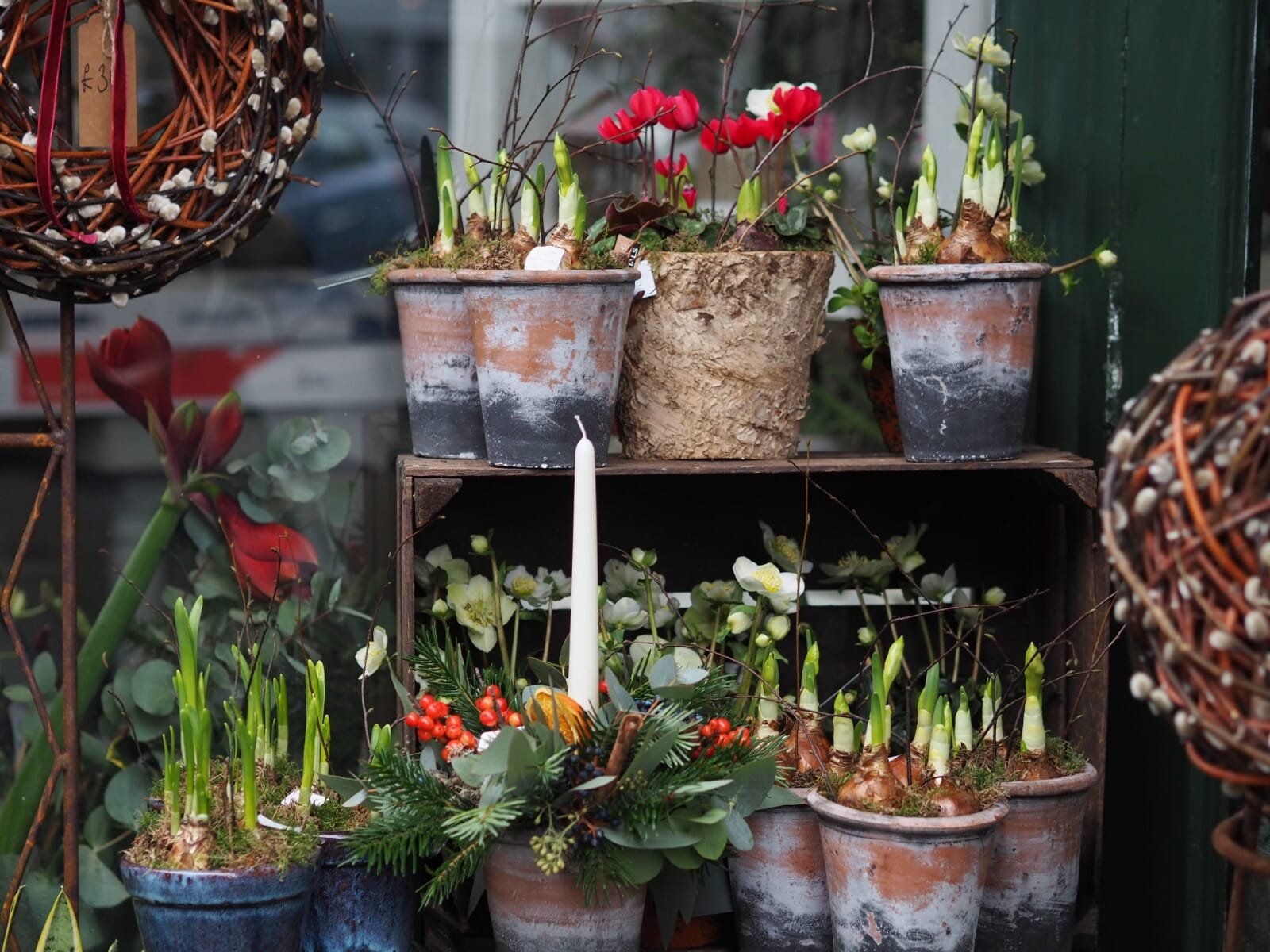 Chichester Florists Hedge Rose