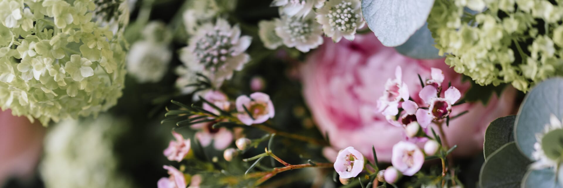 Hedge Rose Chichester Florist's Flower Delivery Hedge Rose